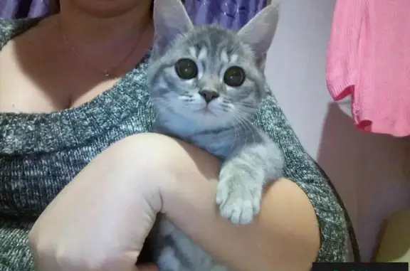 Найденные животные Липецк, фото: Найден умный кобель на ул. Циолковского, 7/2