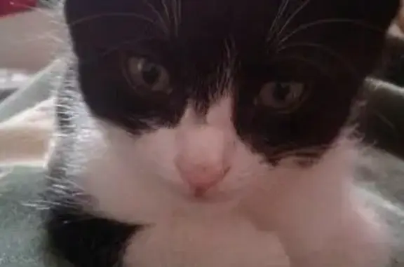 Кошки потеряшки, Набережные Челны, фото: Потеряшка котенок возле старого рынка в Набережных Челнах.