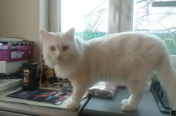 Пропал белый кот в Видном, Московская область