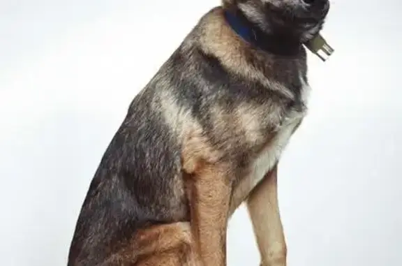 Найдена собака на остановке в Красноармейске
