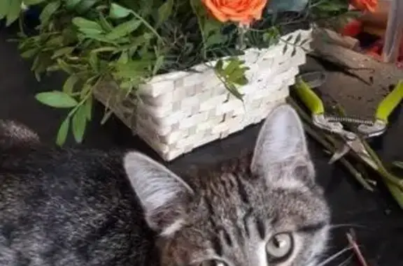 Пропала кошка в Авиастроительном районе, Казань