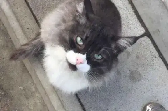Потерялся кот на ул. Мечникова, 37 (Нижний Новгород)