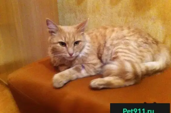 Найден кот в Иваново, район Ново-Талиц