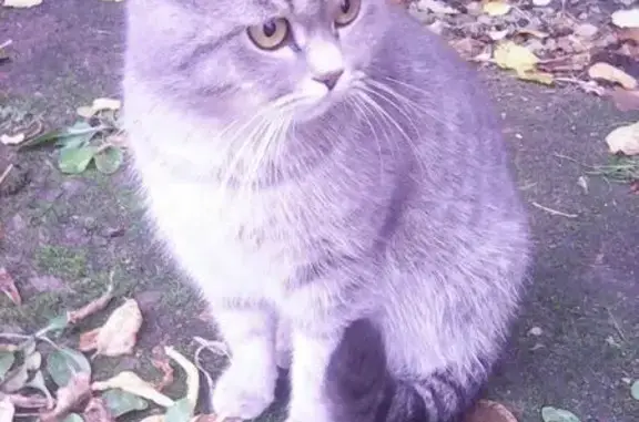 Найден молодой кот в Иваново, ул. Велижская