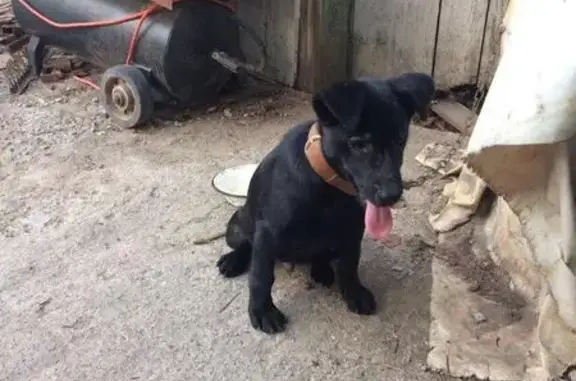 Пропала собака Бумер в Батайске