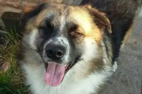 Найдена собака ищет нового хозяина в Тольятти