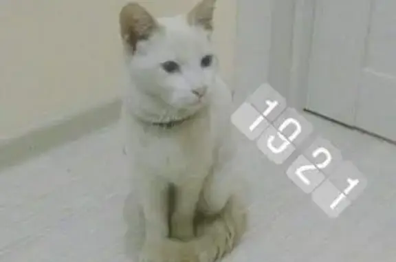 Найден молодой котик на ул. Шоссе Нефтяников, Краснодар