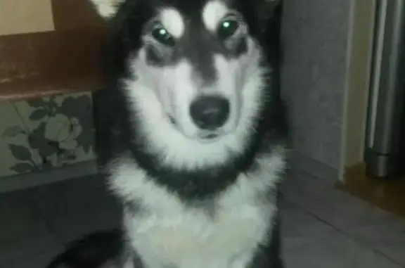 Пропала собака в Дедовске, Истринский р-н, вознаграждение гарантировано!