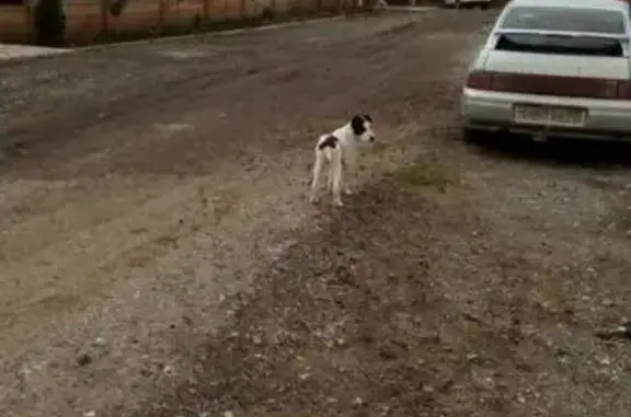Найдена собака в поселке Новоберёзовский
