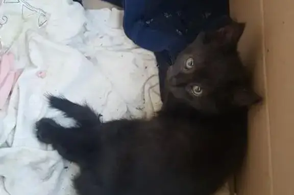 Найдена кошка с проблемами задних лап в Сочи
