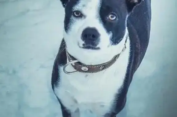 Пропала собака Мустик в Боре, Нижегородская область