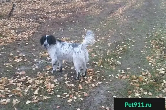 Найден пёсик возле парка на Барнаульской в Тюмени