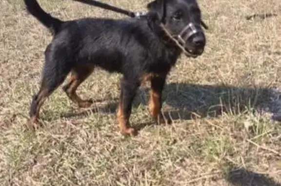 Пропала собака на трассе М4 в Ростовской области
