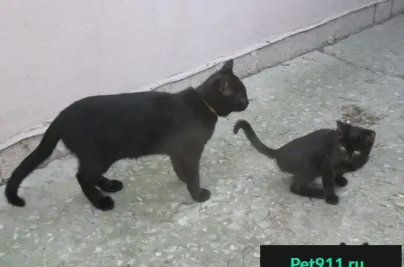 Найдены два ручных котенка в Геленджике на ул. Вильямса
