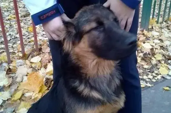 Найден щенок в Красногорске