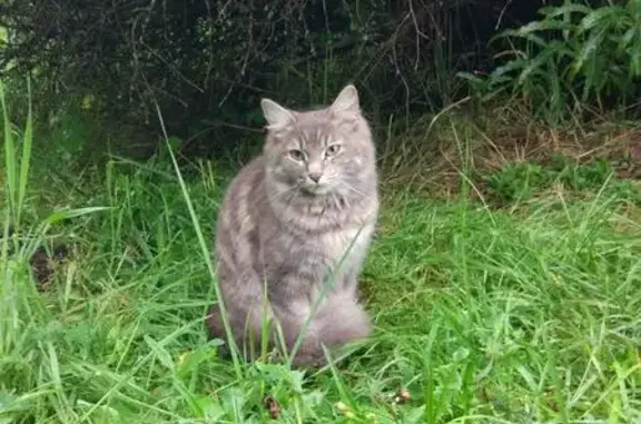 Кошки потеряшки, Васютино, фото: Потеряшка кошка в Васютино, Московская область.