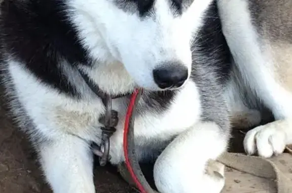 Пропала добрая собака на Тунгусской улице, Владивосток