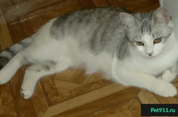 Найдена кошка Ксюня в Тольятти, ищет дом.