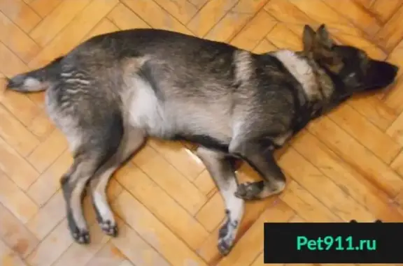 Найдена собака на ул. Гагарина, Молоденькая с купированным хвостом.