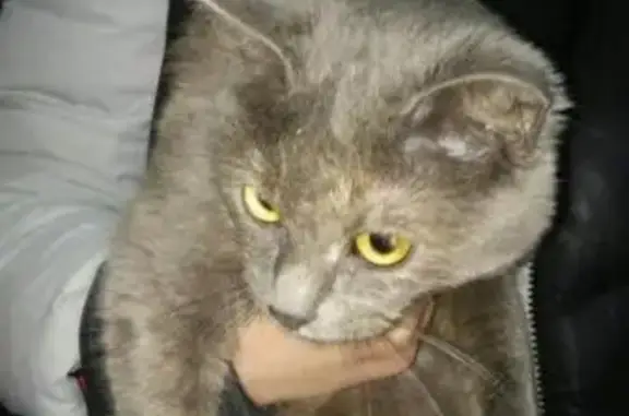 Найдена кошка в Перми возле Центрального рынка