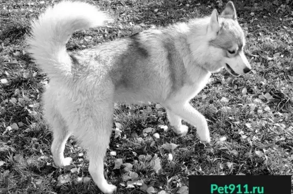 Найдена потерянная собака в селе Соломидино, Ярославская область