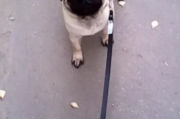 Собаки потеряшки, Иваново, фото: Потеряшка собака в Иваново, район рабочего поселка