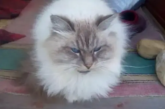 Найдена бирманская кошка в СНТ Ладья, рядом с Курсаково и Ядромино