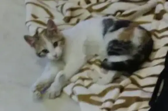 Найдена трехцветная кошка в Приморском районе