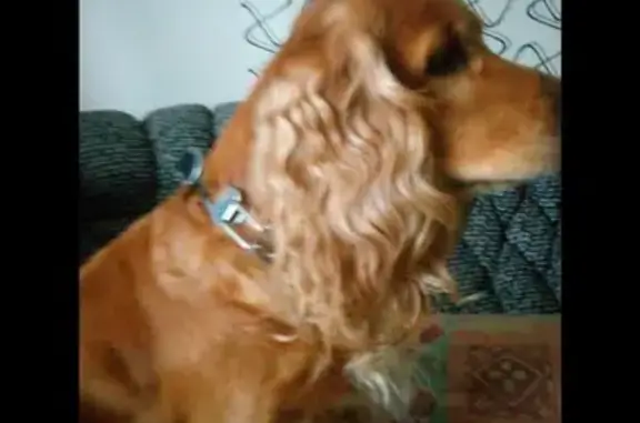 Собаки потеряшки, Тюнеж, фото: Потеряшка собака в селе Тюнеж, Венёвский район, Тульская область.