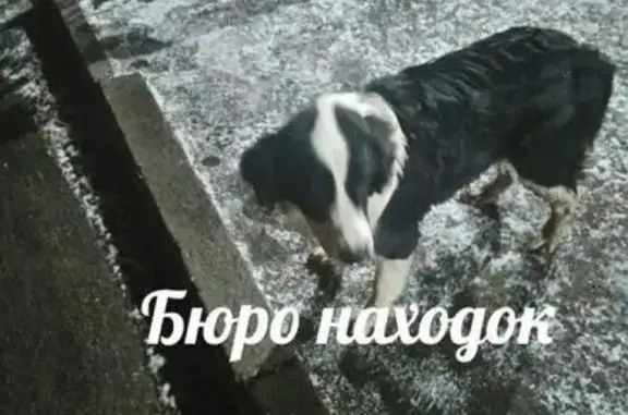 Найден пес в районе Привокзалки, Архангельск