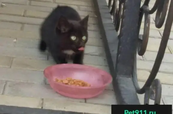 Бесплатно: кошка и котята на улице Труда, Челябинск.