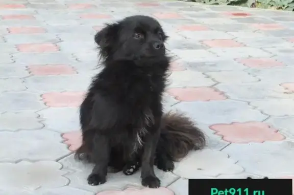 Пропала собака в п. Юровка, Анапский р-н, шерсть черная, возраст 1,5 г.
