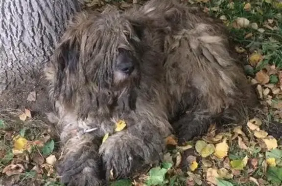 Собака в ужасном состоянии на Красном Перекопе, Ярославль
