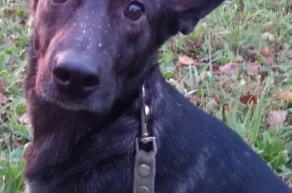 Пропала собака в Хабаровске, район авиагородка
