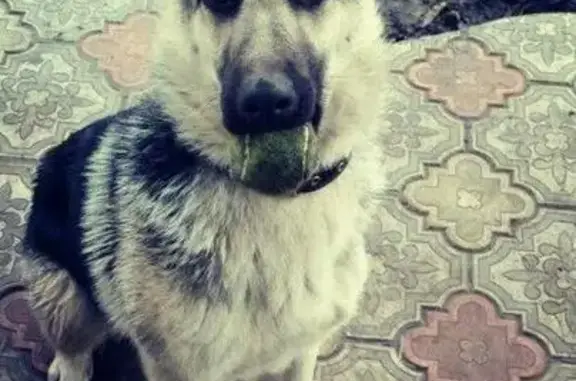 Пропала собака породы ВЕО в Тольятти