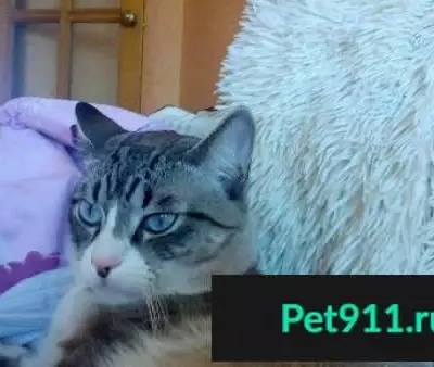 Пропала кошка в Бердске, пишите в ватсап