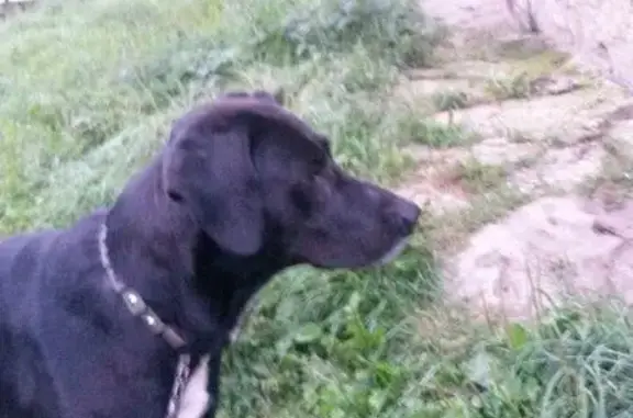 Пропала собака Шульц на Варшавском шоссе, Рославль.
