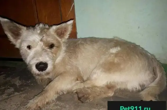 Найдена собака в Перми, SOS!