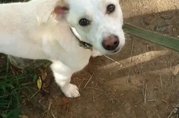 Найдена собака в Перми: ищет хозяев маленький песик Айсик.