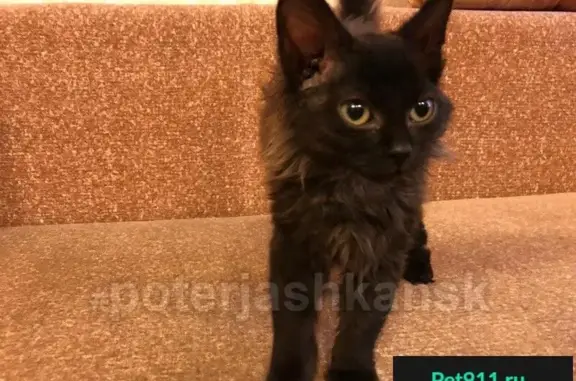 Найдена кошка на ул. Депутатская, ищем хозяев