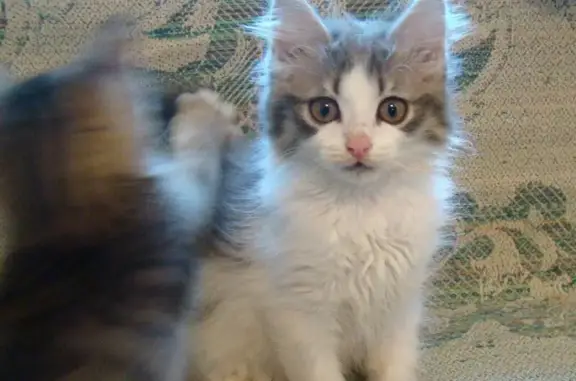 Найдена кошка Пуша ищет дом в Ангарске