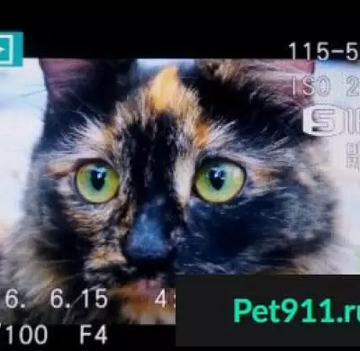 Пропала кошка в жилом массиве Сухая Река, Казань