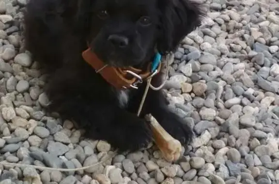 Собаки потеряшки, Чембурка, фото: Потеряшка собака Гера в Чембурке, Краснодарский край