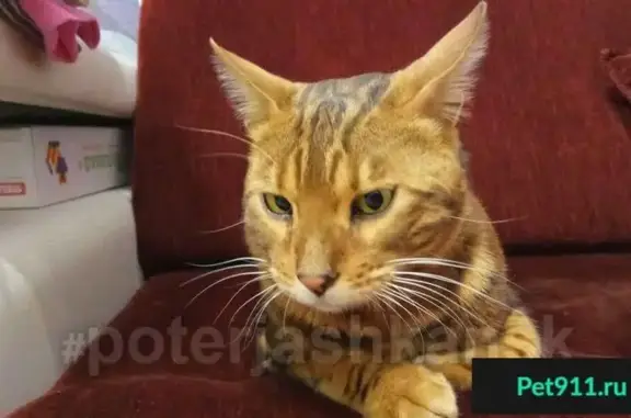 Найден кот бенгальской породы в Октябрьском