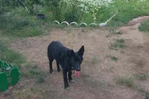 Пропала собака в поселке Красный, Волгоградская область