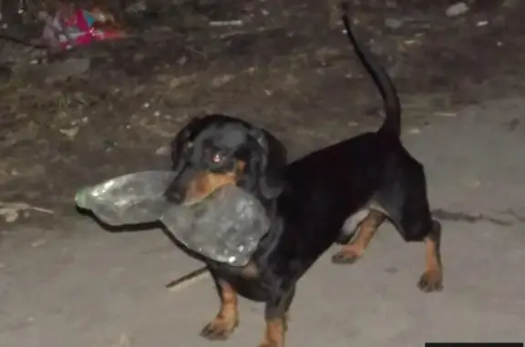 Пропала собака на ул.Олимпийская 17 в Тюмени