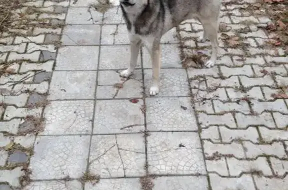 Пропала собака в Пушкино на Учинской улице