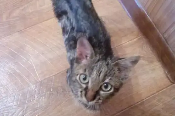 Пропала ласковая кошка в Анапе