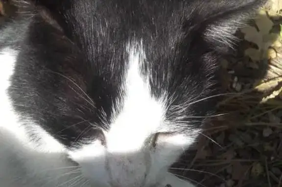 Найдена кошка в Дровяной щели, Краснодарский край
