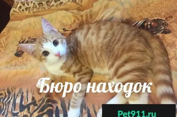 Пропал кот Марсик с ул. Карла Маркса, 17!